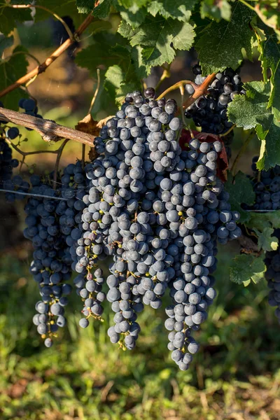 Zblízka Červené Merlot Hroznů Vinici Medoc Gironde Aquitaine Francie — Stock fotografie