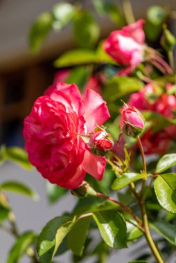 Bahçedeki dalda kırmızı güller