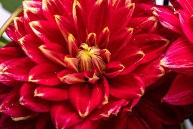 Beyaz arkaplanda kırmızı yıldız çiçeği izole edildi