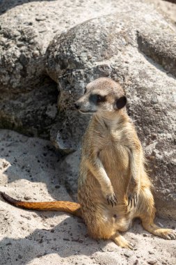 Suricata suricatta Güneşte Meerkat basks olarak biliyorum