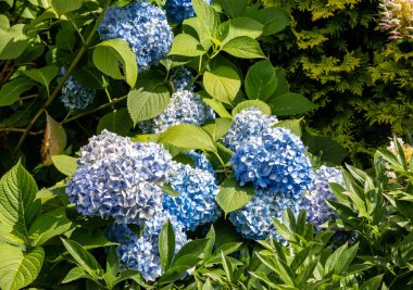 Birçok ortanca çiçekleri bahçede mavi