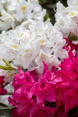 Rhodenron'un kırmızı ve beyaz çiçekleri. Herhangi bir bahçe için büyük bir dekorasyon