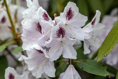 Rhodenron beyaz çiçekler çiçeklenme. Herhangi bir bahçe için harika bir dekorasyon
