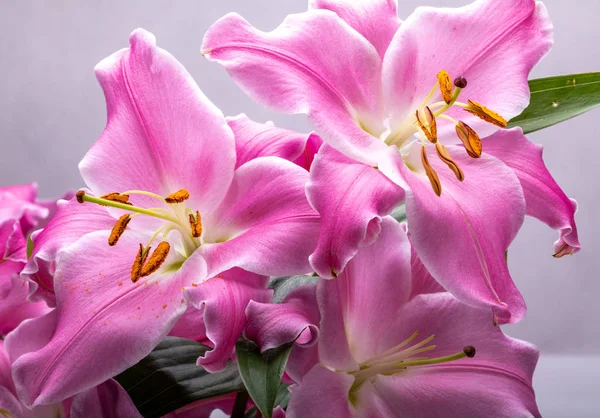 Close Flores Lírios Rosa Nomes Comuns Para Espécies Deste Gênero — Fotografia de Stock