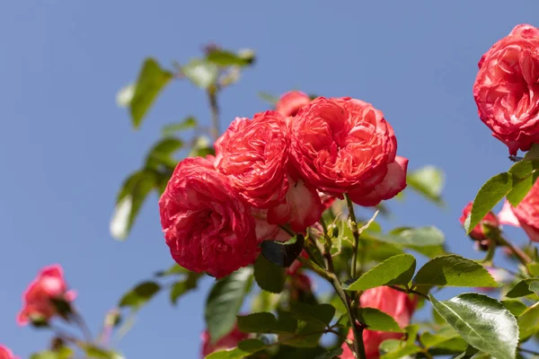 Röda Rosor Blommor Grenen Trädgården — Stockfoto