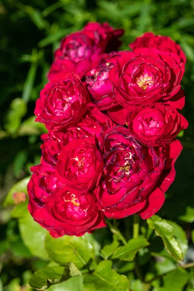 Röda Rosor Blommor Grenen Trädgården — Stockfoto