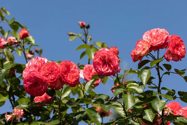 Красные Розы Цветы Ветке Саду — стоковое фото