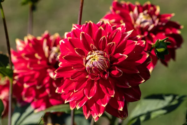 Close Blooming Red Dahlia Flower Garden — Stock Photo, Image