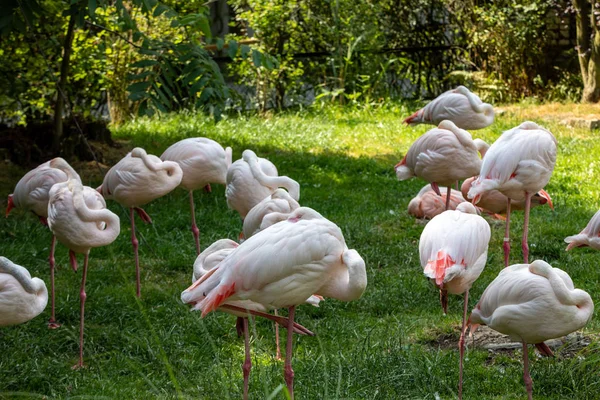 Herd Pink Flamingos Resting Grass — Stock Photo, Image