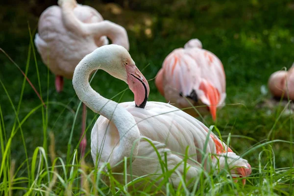 Herd Pink Flamingos Resting Grass — Stock Photo, Image