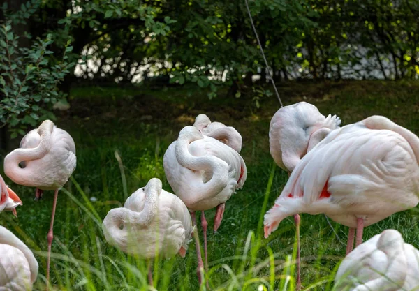 Herd Pink Flamingos Resting Grass — Stock Photo, Image