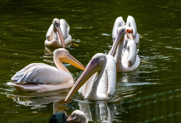 Pájaros Pelícanos Blancos Estanque Día Soleado —  Fotos de Stock