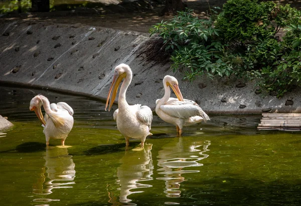 Pélicans Blancs Oiseaux Dans Étang Par Une Journée Ensoleillée — Photo