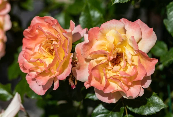 Rosas Coloridas Flores Rama Jardín —  Fotos de Stock