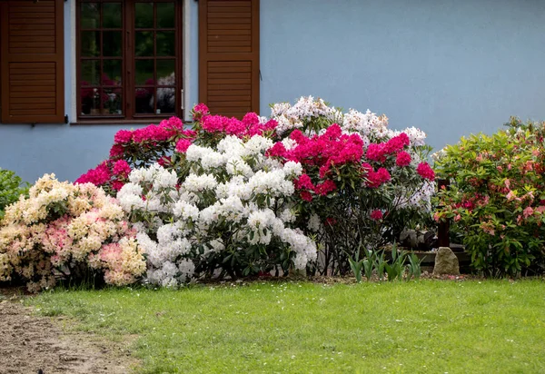 Ανθισμένα Πολύχρωμα Λουλούδια Του Rhodenron Μια Μεγάλη Διακόσμηση Για Κάθε — Φωτογραφία Αρχείου