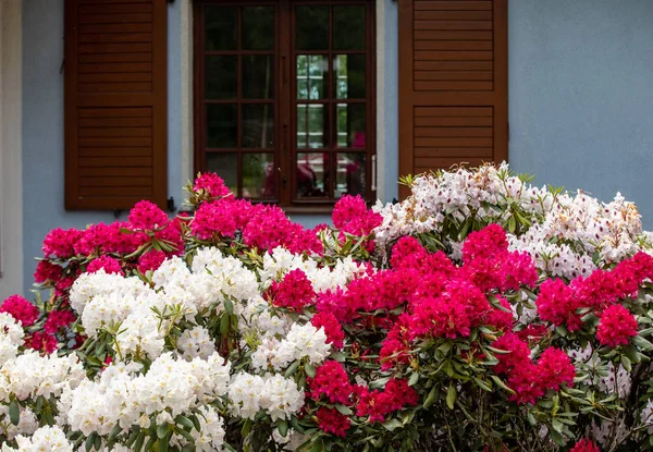 Цветущие Красно Белые Цветы Роденрона Отличное Украшение Любого Сада — стоковое фото
