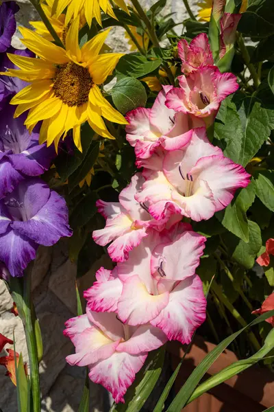 Çiçek Açan Ayçiçekleri Renkli Gladioli Kireçtaşı Bir Duvarın Arka Planında — Stok fotoğraf