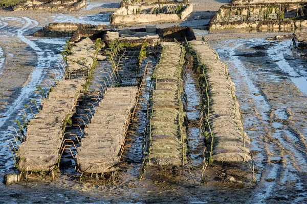 Huîtres Marée Basse Dans Ferme Ostréicole Cancale Bretagne France — Photo