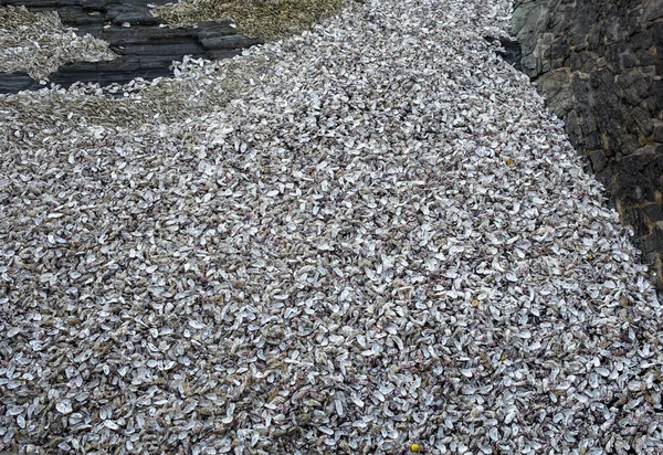 Тысячи Пустых Раковин Съеденных Устриц Выброшены Морское Дно Канкале Известного — стоковое фото