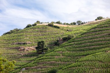 M. görünümünü Chapoutier Crozes-Hermitage üzüm bağları Tain l'Hermitage, Rhone Vadisi, Fransa