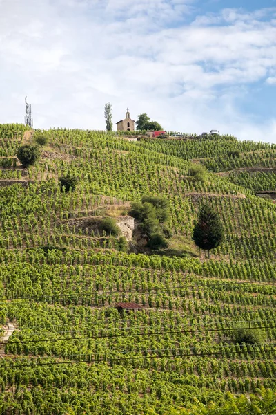 Vue Sur Les Vignobles Chapoutier Crozes Hermitage Tain Hermitage Vallée — Photo