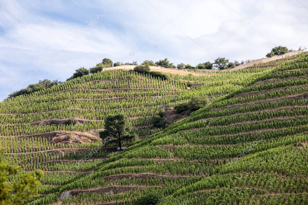 View of the M. Chapoutier Crozes-Hermitage vineyards in Tain l'Hermitage, Rhone valley, France