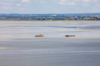Koyda bir grup yürüyüşçü alçak gelgitte. Bilge bir rehberle körfezde yürüyüş yapmak. Mont Saint-Michel, Normandiya, Fransa 