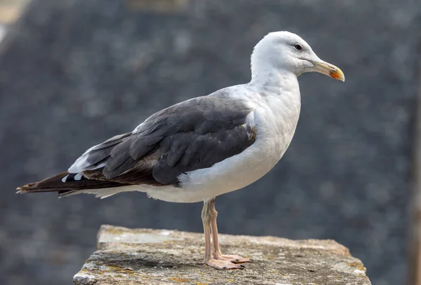 Möwe Mont Saint Michel Mittelalterliche Befestigte Abtei Und Dorf Auf — Stockfoto