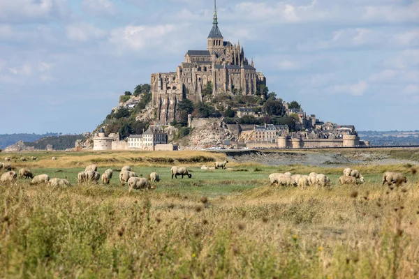 Eine Schafherde Weidet Auf Den Salzwiesen Nahe Der Gezeiteninsel Mont — Stockfoto