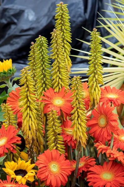 Dekorasi Kecantikan Bunga Tropis Dengan Warna Warni Bunga Tropis — Stok Foto