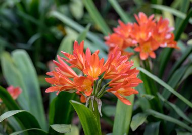 Bahçede turuncu clivia çiçeği kümesi