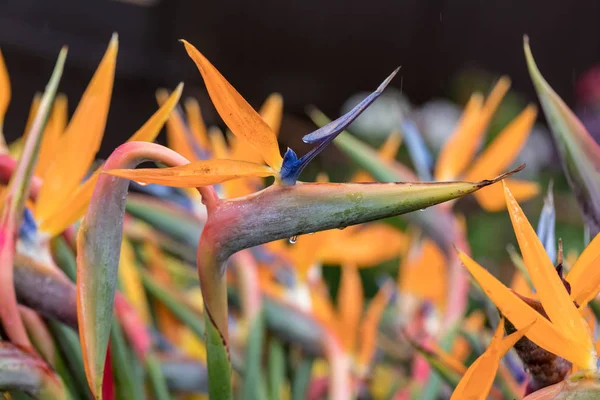 Strelitzia Fleurs Tropicales Oiseau Paradis Sur Île Madère Portugal — Photo