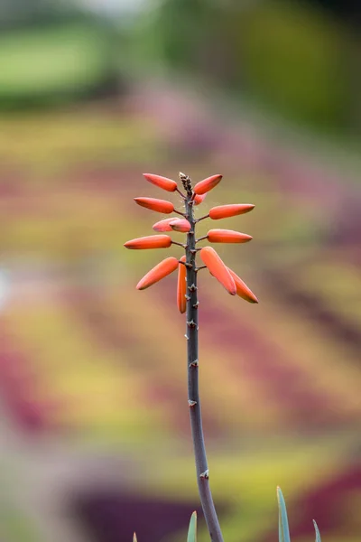 Roślina Aloesu Rozkwicie Spektakularne Wysokie Jasne Pomarańczowe Rurkowe Kolce Kwiatów — Zdjęcie stockowe