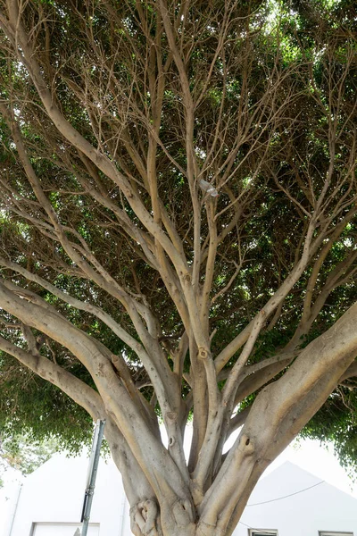 Magnolia Południowa Magnolia Grandiflora Stare Drzewo Magnolii Parku Publicznym Funchal — Zdjęcie stockowe