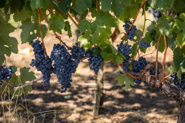 Kırmızı şarap üzümleri hasat ve şarap üretimine hazır. Aziz Emilion, Fransa
