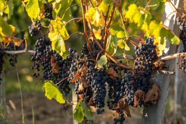 Saint Emilion, Gironde, Aquitaine yakınlarındaki Montagne üzüm bağında sıcak güneş ışığıyla aydınlanan olgun Merlot üzümleri. Fransa