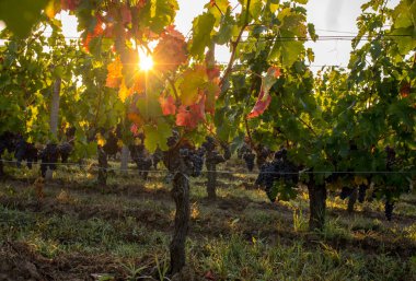 Saint Emilion, Gironde, Fransa yakınlarındaki Saint Georges de Montagne üzüm bağlarında sabah ışığı