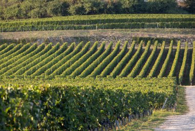 Saint Emilion bölgesindeki şarap hasadından önce şarap bahçesinde şarap sıraları üzerinde olgun kırmızı şarap üzümleri. Fransa