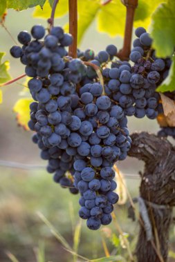 Saint Emilion, Gironde, Aquitaine yakınlarındaki Montagne üzüm bağında sıcak güneş ışığıyla aydınlanan olgun Merlot üzümleri. Fransa