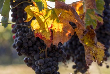 Üzüm bağındaki kırmızı merlot üzümlerini kapatın. Medoc, Gironde, Aquitaine. Fransa