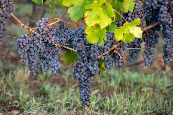 Röda Vindruvor Redo För Skörd Och Vinproduktion Saint Emilion Frankrike — Stockfoto