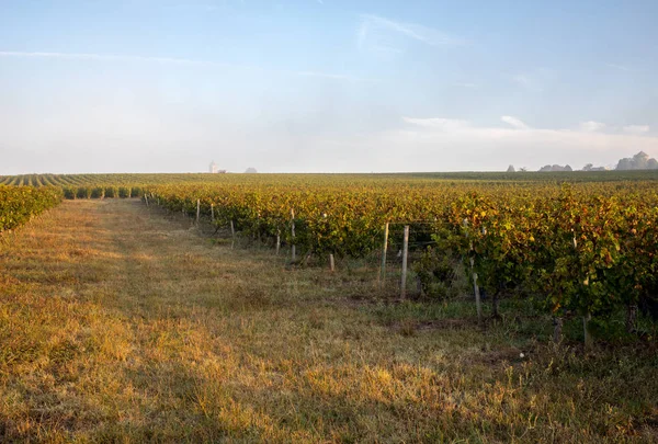 Reggeli Fény Szőlőültetvények Saint Georges Montagne Közelében Saint Emilion Gironde — Stock Fotó