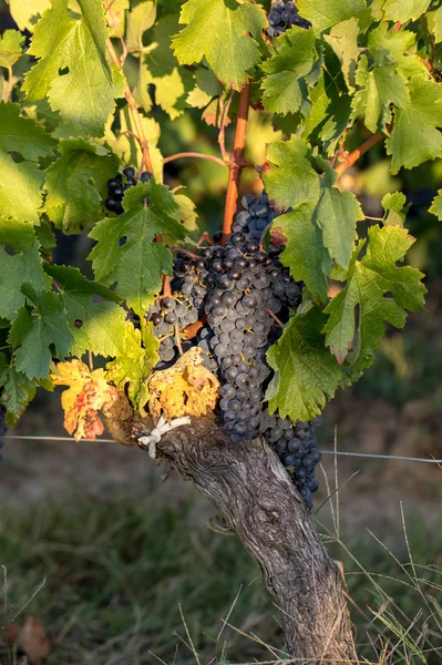 Uvas Vinho Tinto Prontas Para Colheita Produção Vinho Saint Emilion — Fotografia de Stock