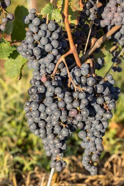 Primo Piano Uve Merlot Rosso Vigna Medoc Gironde Aquitania Francia — Foto Stock