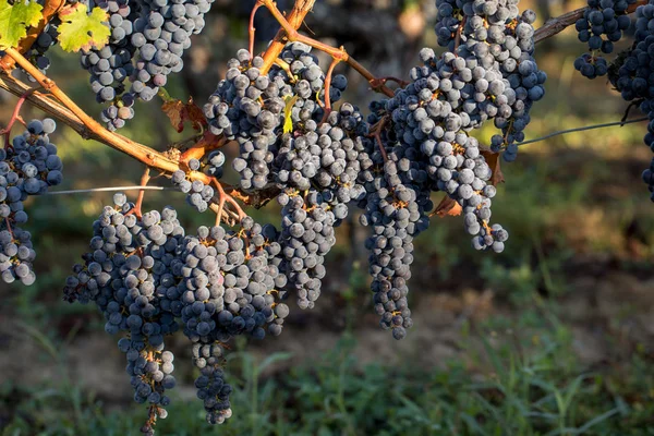 Primer Plano Uvas Rojas Merlot Viñedo Medoc Gironda Aquitania Francia — Foto de Stock