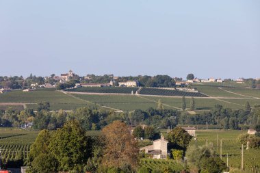Saint Emilion bölgesindeki şarap hasadından önce bir vienyard 'da şarap sıralarında olgunlaşmış kırmızı üzümler. Fransa