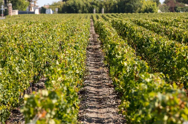 マルゴーでワインを収穫する前に ブドウ園のブドウの列に赤ブドウを熟すフランスのボルドー地方のオリジナルの制御 — ストック写真