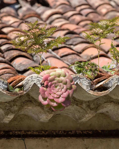 Miniaturowe Soczyste Rośliny Rosnące Starej Dachówki Madera Portugalia — Zdjęcie stockowe