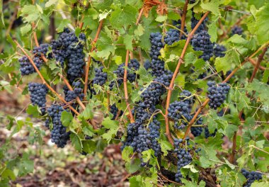 Aube şubesinin Cote des Bar bölgesinde şampanya bağları. Fransa