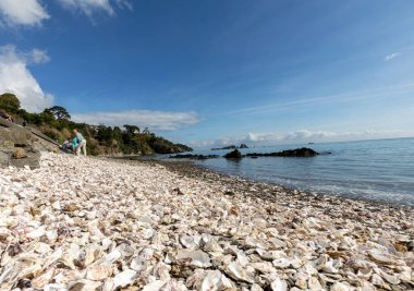 Cancale, Fransa - 15 Eylül 2018: Cancale 'deki istiridye çiftlikleriyle ünlü deniz tabanına atılmış binlerce boş istiridye kabuğu. Britanya, Fransa 